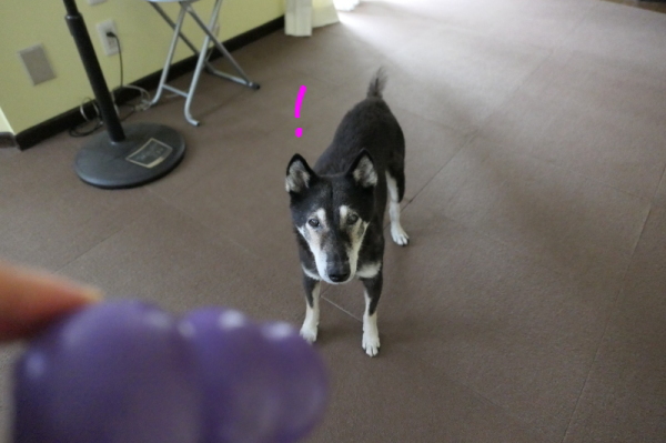 f0369014_14415466.jpg
