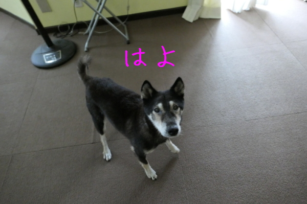 f0369014_14472429.jpg