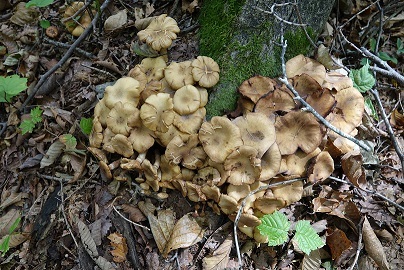 f0360815_15200706.jpg