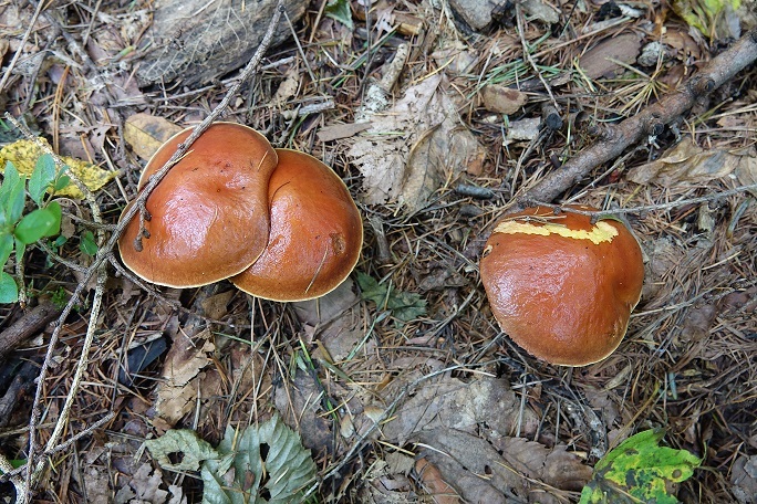 f0360815_15200898.jpg