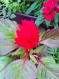 c0074721_15401845.jpg