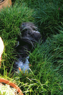 c0145250_09420231.gif