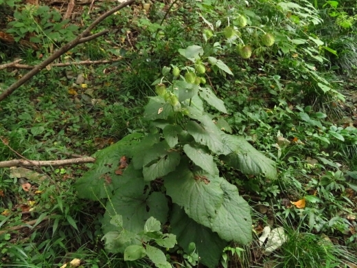 a0018655_15142010.jpg