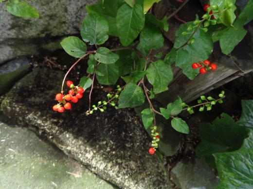a0018655_15142610.jpg