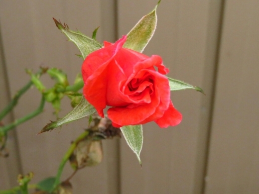 a0018655_15143599.jpg