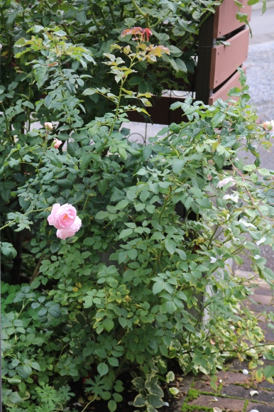 c0359445_20191977.jpg