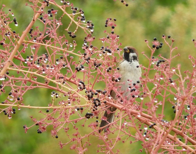 f0378979_15070117.jpg