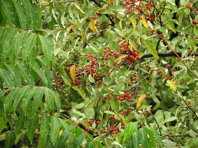 f0378979_15072182.jpg