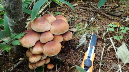 e0120896_07100371.jpg