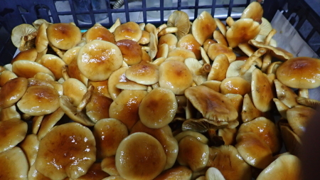 e0120896_07102519.jpg