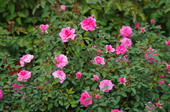 b0356401_07250837.jpg
