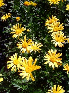 c0074721_13545334.jpg