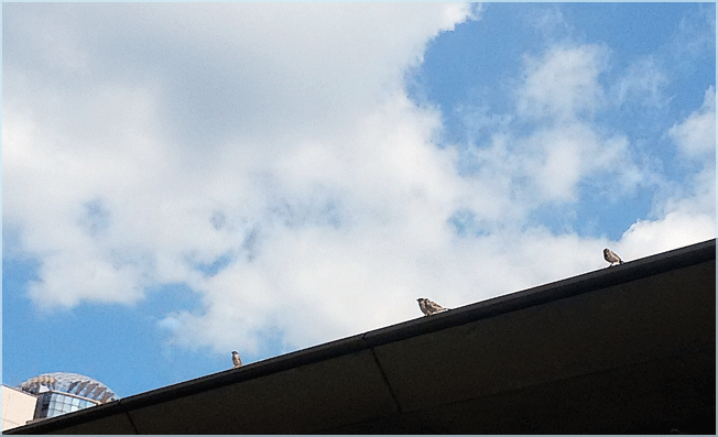 a0103464_09473771.gif