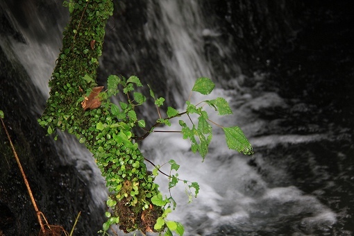 a0222494_09135082.jpg