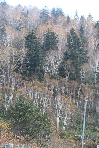f0325309_20161107.jpg