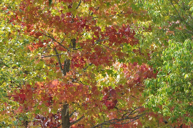 a0017634_15193355.jpg