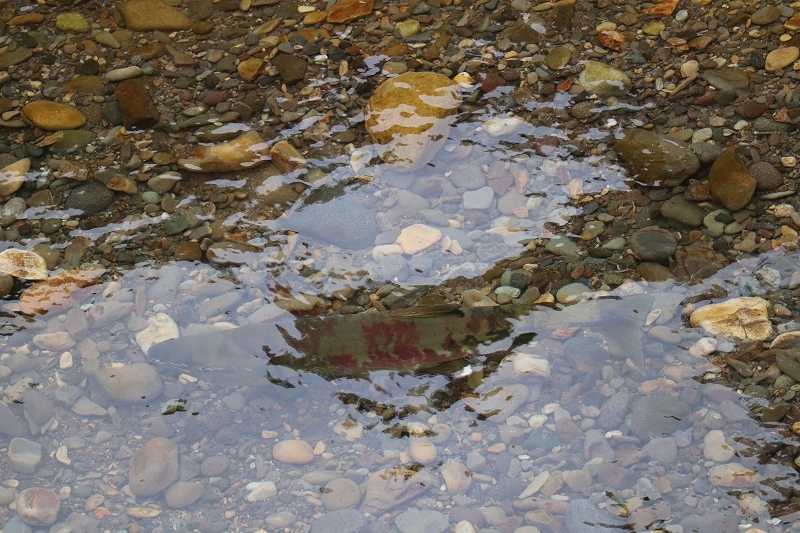 b0250154_20311069.jpg
