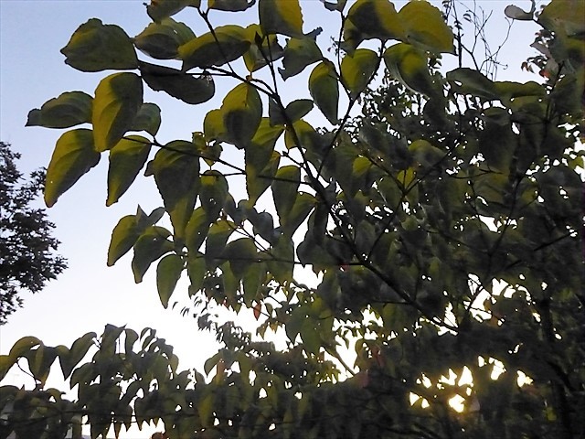 d0028665_18505521.jpg