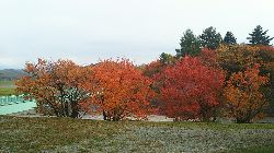 a0142989_116898.jpg
