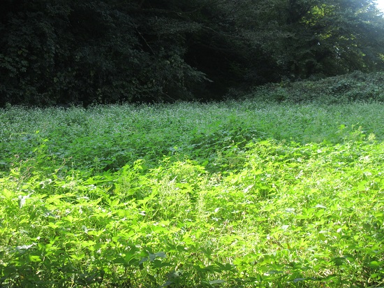 e0245404_21493654.jpg