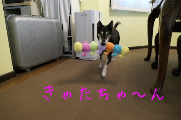 f0369014_13364166.jpg