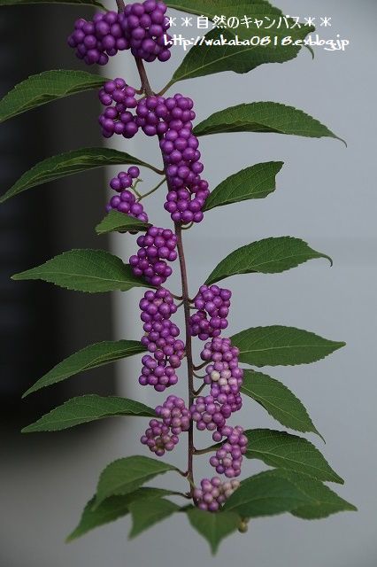 e0052135_22193348.jpg