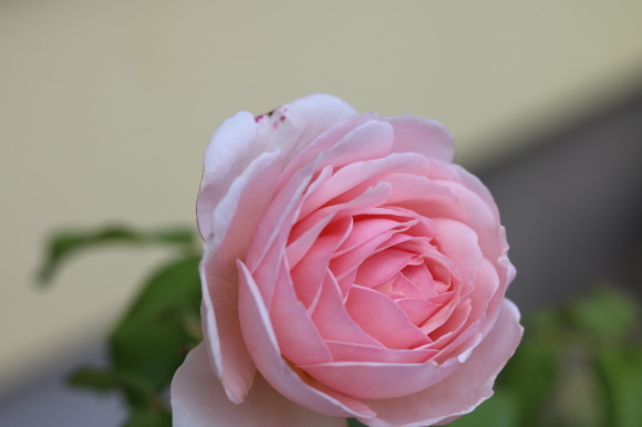 c0359445_20523849.jpg
