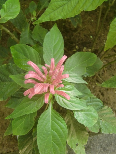 f0329849_16104993.jpg