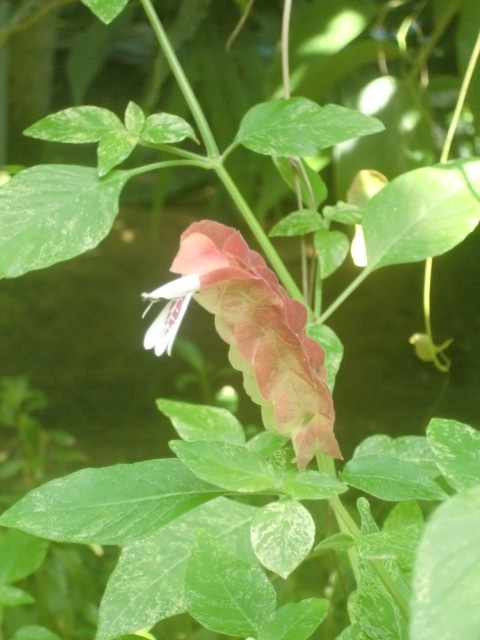 f0329849_16225399.jpg