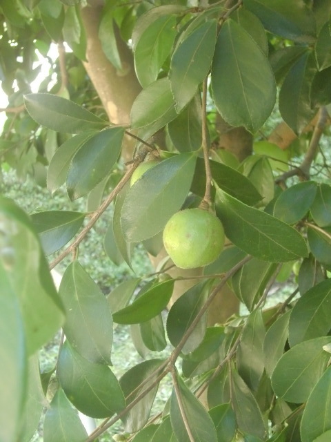 f0329849_16283236.jpg