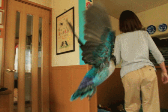 c0145250_09085512.gif