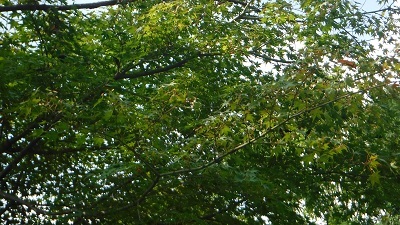 a0166454_11452829.jpg