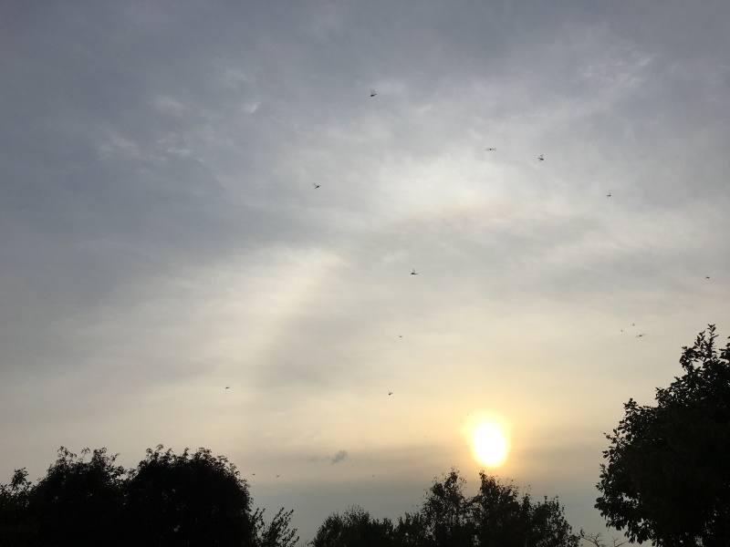 d0355681_18231635.jpeg