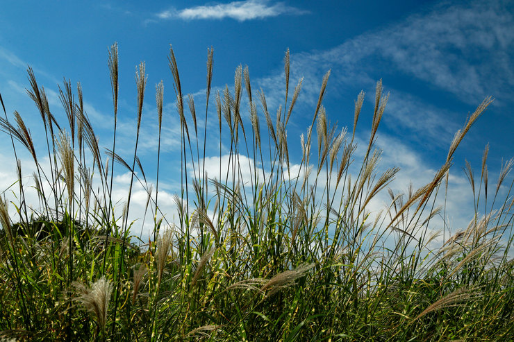 a0120949_6403620.jpg
