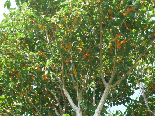 f0054677_08142140.jpg