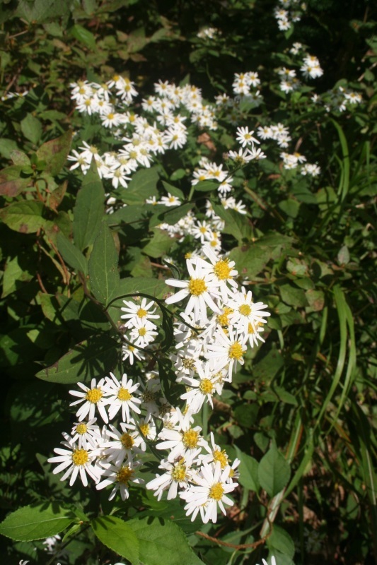 e0373688_05214815.jpg