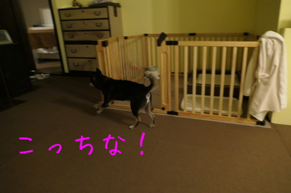 f0369014_19130580.jpg