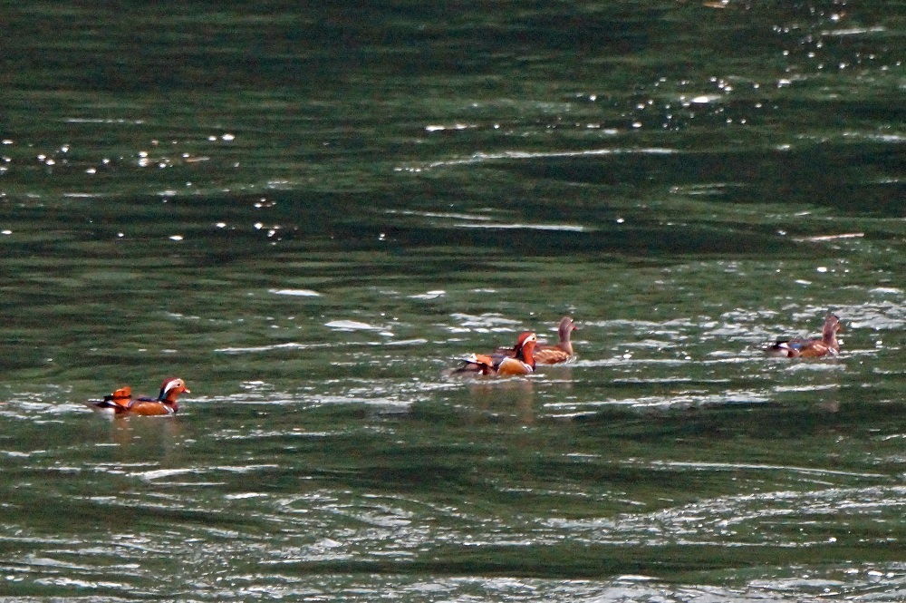 c0042418_07571891.jpg