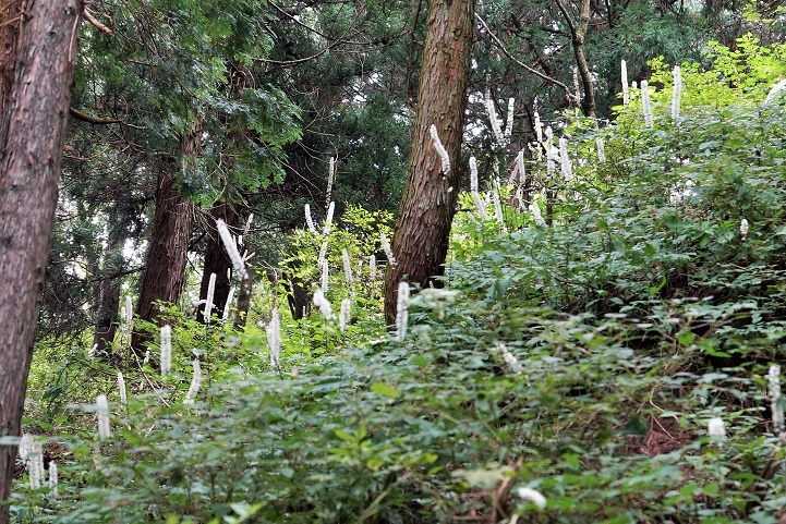 c0248473_18335025.jpg