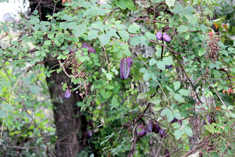 f0325295_12371600.jpg