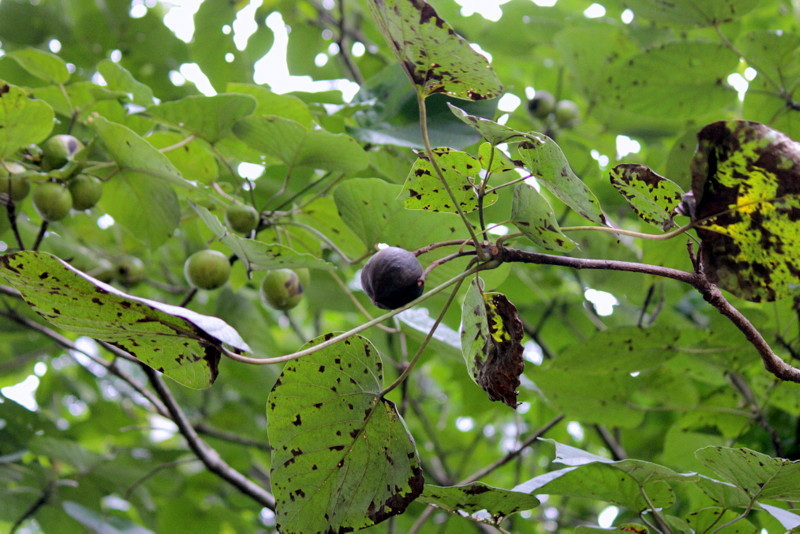 f0325295_12571144.jpg