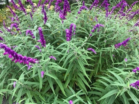 e0181901_09522369.jpg