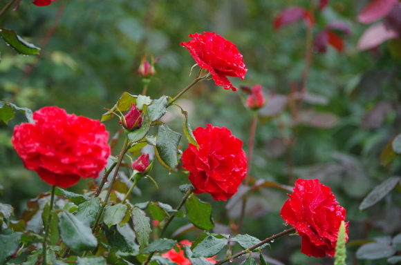 b0356401_20141763.jpg