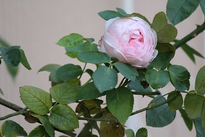f0325309_17184560.jpg