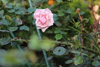 f0325309_17194141.jpg
