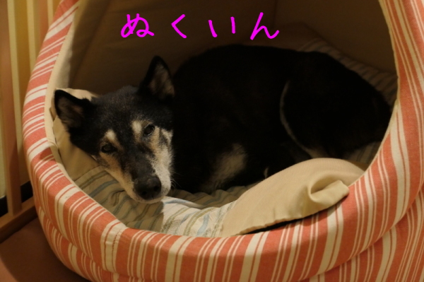 f0369014_15172654.jpg
