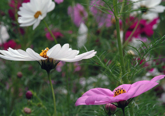 a0103464_15091738.gif