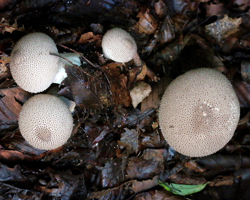 c0305565_18022882.jpg
