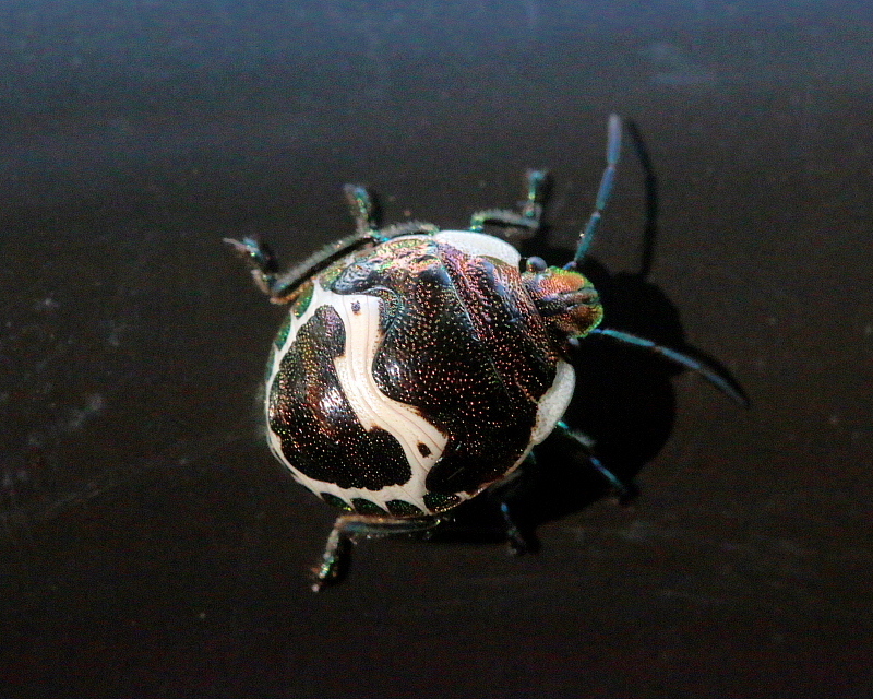 c0305565_18025270.jpg