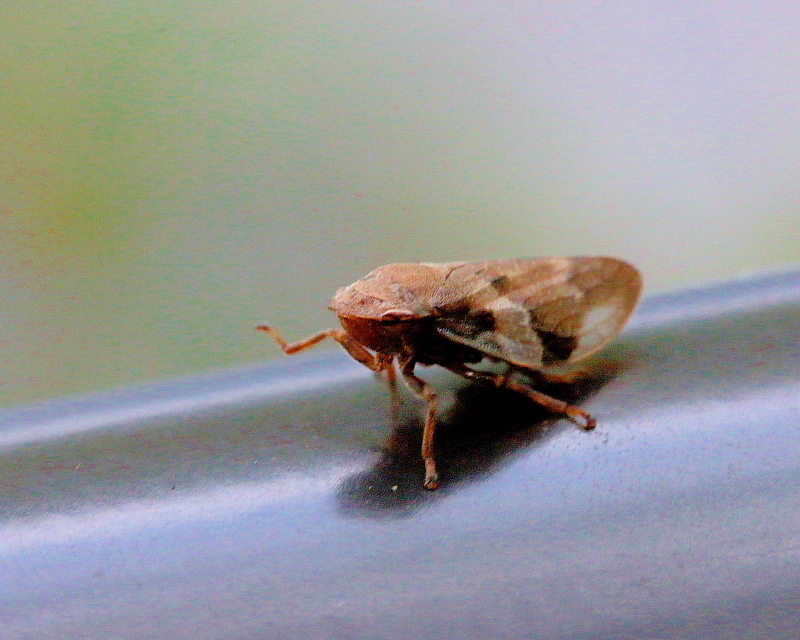 c0305565_18033154.jpg